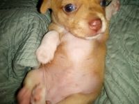 Chihuahua Puppies for sale in Wichita, KS, USA. price: NA
