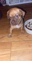 Chihuahua Puppies for sale in Delran, NJ 08075, USA. price: NA