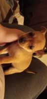 Chihuahua Puppies for sale in Dover, OH 44622, USA. price: NA