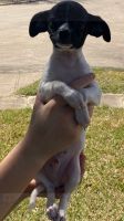 Chihuahua Puppies for sale in Tomball, TX, USA. price: NA