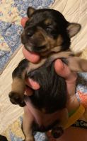 Chihuahua Puppies for sale in Missouri City, MO, USA. price: NA