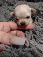 Chihuahua Puppies for sale in 34 Margarets Way, Martinsburg, WV 25404, USA. price: NA