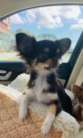 Chihuahua Puppies for sale in Jupiter, FL, USA. price: NA