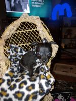 Chihuahua Puppies for sale in Braxton, MS 39044, USA. price: NA