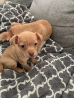 Chihuahua Puppies for sale in Pomona, CA, USA. price: NA