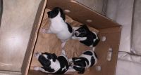 Chihuahua Puppies for sale in 5763 Honeysuckle Dr, West Palm Beach, FL 33415, USA. price: NA