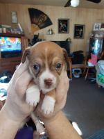 Chihuahua Puppies for sale in 32278 Co Rd 28, Motley, MN 56466, USA. price: NA