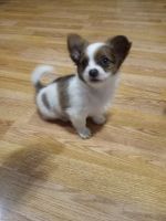 Chihuahua Puppies for sale in Elverson, PA 19520, USA. price: NA