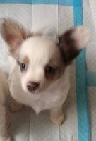 Chihuahua Puppies for sale in Elverson, PA 19520, USA. price: NA