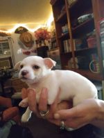 Chihuahua Puppies for sale in 3042 Coats Rd, Zephyrhills, FL 33541, USA. price: NA