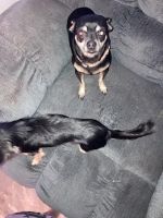 Chihuahua Puppies for sale in Paragould, AR 72450, USA. price: NA