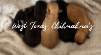 Chihuahua Puppies for sale in Abilene, TX, USA. price: NA