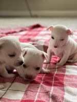 Chihuahua Puppies for sale in Lake County, IL, USA. price: NA
