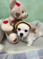 Chihuahua Puppies for sale in Fort Worth, TX, USA. price: NA