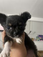 Chihuahua Puppies for sale in Oakland Park, FL 33311, USA. price: NA
