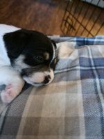 Chihuahua Puppies for sale in Kannapolis, NC, USA. price: NA