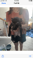 Chihuahua Puppies for sale in Mansfield, TX, USA. price: NA