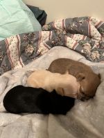 Chihuahua Puppies for sale in Parkersburg, WV, USA. price: NA