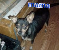 Chihuahua Puppies for sale in Aiken, SC 29803, USA. price: NA