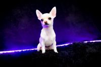 Chihuahua Puppies for sale in Las Vegas, NV, USA. price: NA
