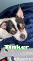 Chihuahua Puppies for sale in Naperville, IL, USA. price: NA