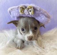 Chihuahua Puppies for sale in Houston, TX, USA. price: NA