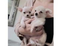 Chihuahua Puppies for sale in California City, CA, USA. price: NA