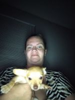 Chihuahua Puppies for sale in San Antonio, TX, USA. price: NA