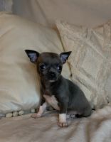 Chihuahua Puppies for sale in Clackamas, OR, USA. price: NA