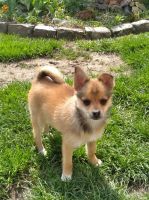 Chihuahua Puppies for sale in Monmouth, OR 97361, USA. price: NA