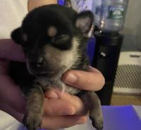 Chihuahua Puppies for sale in Bronx, NY 10461, USA. price: NA