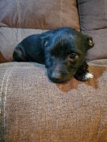Chihuahua Puppies for sale in Lexington, TX 78947, USA. price: NA