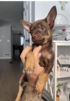 Chihuahua Puppies for sale in Calumet City, IL 60409, USA. price: NA