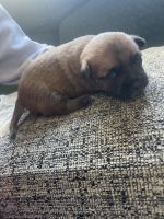 Chihuahua Puppies for sale in Terryville, Plymouth, CT, USA. price: NA