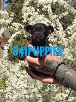 Chihuahua Puppies for sale in Medford, OR, USA. price: NA