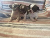 Chihuahua Puppies for sale in Las Vegas, NV, USA. price: NA