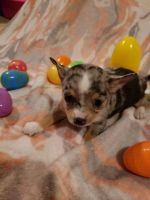 Chihuahua Puppies for sale in Horseheads, NY 14845, USA. price: NA