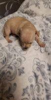 Chihuahua Puppies for sale in Pikeville, TN 37367, USA. price: NA