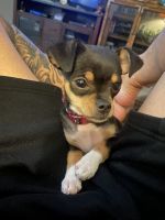 Chihuahua Puppies for sale in Denver, CO 80219, USA. price: NA