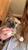 Chihuahua Puppies for sale in Hillsboro, OH 45133, USA. price: NA