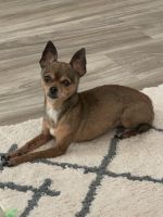 Chihuahua Puppies for sale in Birmingham, AL, USA. price: NA