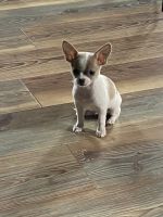 Chihuahua Puppies for sale in Nokesville, VA 20181, USA. price: NA