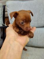 Chihuahua Puppies for sale in Travelers Rest, SC, USA. price: NA