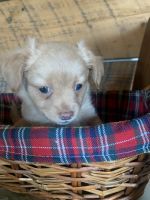 Chihuahua Puppies for sale in Greene, NY 13778, USA. price: NA