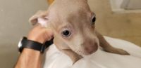 Chihuahua Puppies for sale in Dallas, TX, USA. price: NA