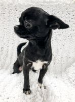 Chihuahua Puppies for sale in Sacramento, CA, USA. price: NA