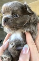 Chihuahua Puppies for sale in Sacramento, CA, USA. price: NA