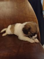 Chihuahua Puppies for sale in 8578 Pine Bluff Rd, Bicknell, IN 47512, USA. price: NA