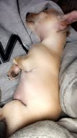 Chihuahua Puppies for sale in Diamondhead, MS, USA. price: NA