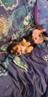 Chihuahua Puppies for sale in Union City, IN 47390, USA. price: NA
